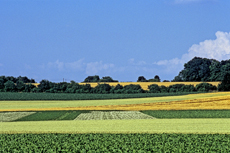 Der Niederrhein: Sommerzeit