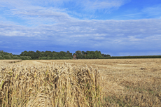 Der Niederrhein: Sommerzeit