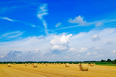 Der Niederrhein: Sommerzeit