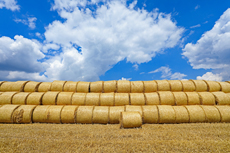 Der Niederrhein: Sommerzeit