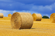 Der Niederrhein: Sommerzeit