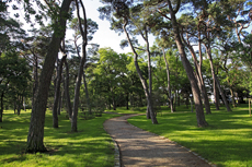 Timmendorfer Strand: Mondänes Seebad mit gemütlichen Charme. Der Stadtpark beeindruckt vor allem mit seinen mächtigen Kiefern.