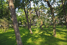 Timmendorfer Strand: Mondänes Seebad mit gemütlichen Charme. Der Stadtpark beeindruckt vor allem mit seinen mächtigen Kiefern.