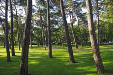 Timmendorfer Strand: Mondänes Seebad mit gemütlichen Charme. Der Stadtpark beeindruckt vor allem mit seinen mächtigen Kiefern.