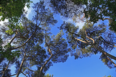 Timmendorfer Strand: Mondänes Seebad mit gemütlichen Charme. Der Stadtpark beeindruckt vor allem mit seinen mächtigen Kiefern.