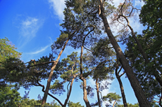 Timmendorfer Strand: Mondänes Seebad mit gemütlichen Charme. Der Stadtpark beeindruckt vor allem mit seinen mächtigen Kiefern.