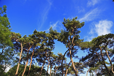 Timmendorfer Strand: Mondänes Seebad mit gemütlichen Charme. Der Stadtpark beeindruckt vor allem mit seinen mächtigen Kiefern.