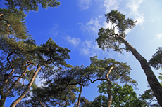 Timmendorfer Strand: Mondänes Seebad mit gemütlichen Charme. Der Stadtpark beeindruckt vor allem mit seinen mächtigen Kiefern.