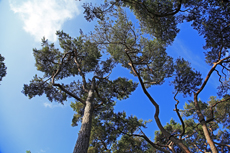 Timmendorfer Strand: Mondänes Seebad mit gemütlichen Charme. Der Stadtpark beeindruckt vor allem mit seinen mächtigen Kiefern.