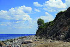 Timmendorfer Strand: Brodtener Steilufer. Wie lange noch, wird dieser Baum am Brodtener Steilufer stehen?