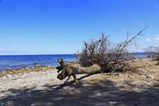 Timmendorfer Strand: Brodtener Steilufer. Auch dieser Baum ist ein Opfer vom abgestürzten Erdreich.