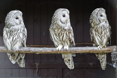 Timmendorfer Strand: Vogelpark Niendorf. Kauz und Co. im Vogelpark Niendorf. Der natürlichste Vogelpark Deutschland.