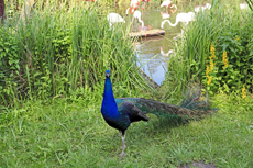 Timmendorfer Strand: Vogelpark Niendorf. Kauz und Co. im Vogelpark Niendorf. Der natürlichste Vogelpark Deutschland.