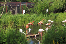 Timmendorfer Strand: Vogelpark Niendorf. Kauz und Co. im Vogelpark Niendorf. Der natürlichste Vogelpark Deutschland.