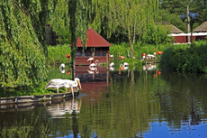 Timmendorfer Strand: Vogelpark Niendorf. Kauz und Co. im Vogelpark Niendorf. Der natürlichste Vogelpark Deutschland.