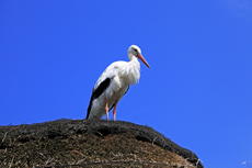 Timmendorfer Strand: Vogelpark Niendorf. Kauz und Co. im Vogelpark Niendorf. Der natürlichste Vogelpark Deutschland.