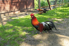 Timmendorfer Strand: Vogelpark Niendorf. Kauz und Co. im Vogelpark Niendorf. Der natürlichste Vogelpark Deutschland.