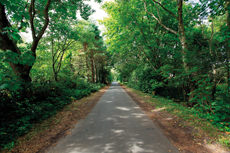 Wangerooge: Straße zum Westen.