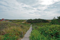 Wangerooge: Dünenlandschaft im Westteil von Wangerooge.