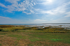 Wangerooge: Salzwiesen bestimmen das Landschaftsbild auf der Wattseite Wangerooges.