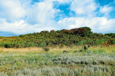 Wangerooge: Ein typisches Bild im Osten: Strand-Beifuß und Kartoffelrosen-Hecken.