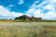 Wangerooge: Auf dem Weg zur Ostspitze. Strandbeifuß, Sanddorn und Kartoffelrose in den Ostaußengroden.