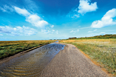 Wangerooge: Der Osten: Salzwiesen in den Ostaußengroden.