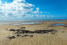 Wangerooge: Der Osten: die kleinen Geheimnisse des Wattenmeeres zeigen sich nur bei Ebbe.