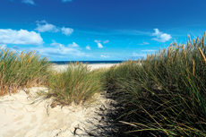 Wangerooge: Der Osten: der gewöhnliche Strandhafer ist der eigentliche Baumeister der Dünen.