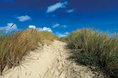 Wangerooge: Dünenlandschaften im Osten.