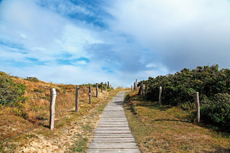 Wangerooge: Sanddünen-Landschaften in den Ostinnengroden.