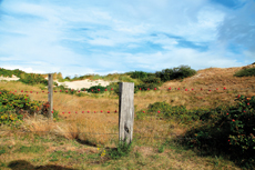 Wangerooge: Sanddünen-Landschaften in den Ostinnengroden.