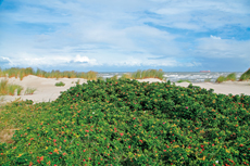 Wangerooge: Kartoffel-Rosen und der gewöhnliche Strandhafer prägen das Bild in den Ostinnengroden.