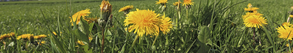 Frühling am Niederrhein