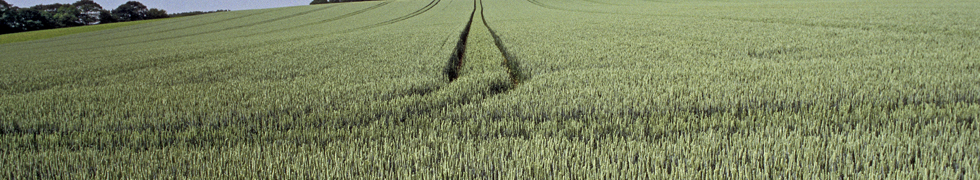 Frühling am Niederrhein