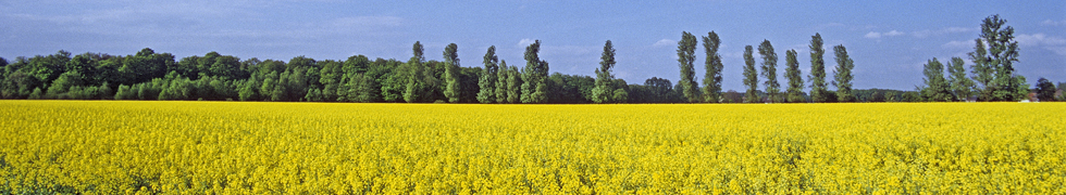 Frühling am Niederrhein