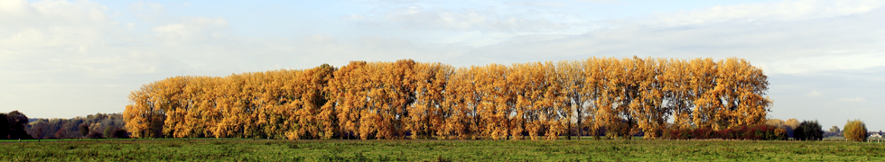 Der Kürbis am Niederrhein