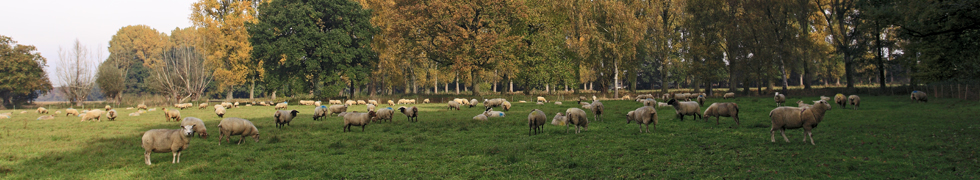 Der Kürbis am Niederrhein