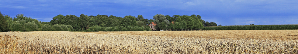 Kirschblüte am Niederrhein