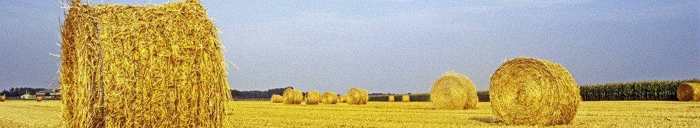 Kirschblüte am Niederrhein